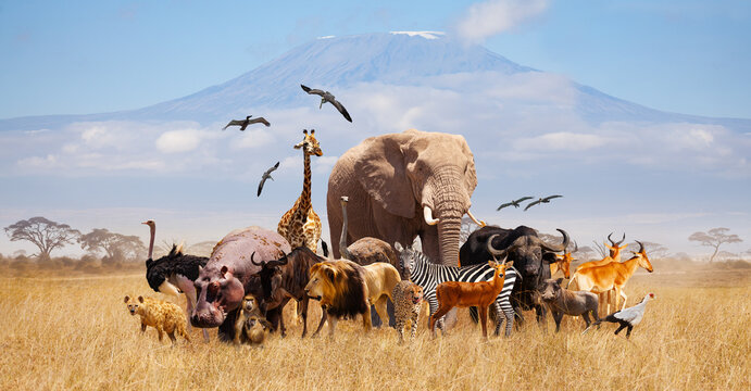 Wildlife Conservation